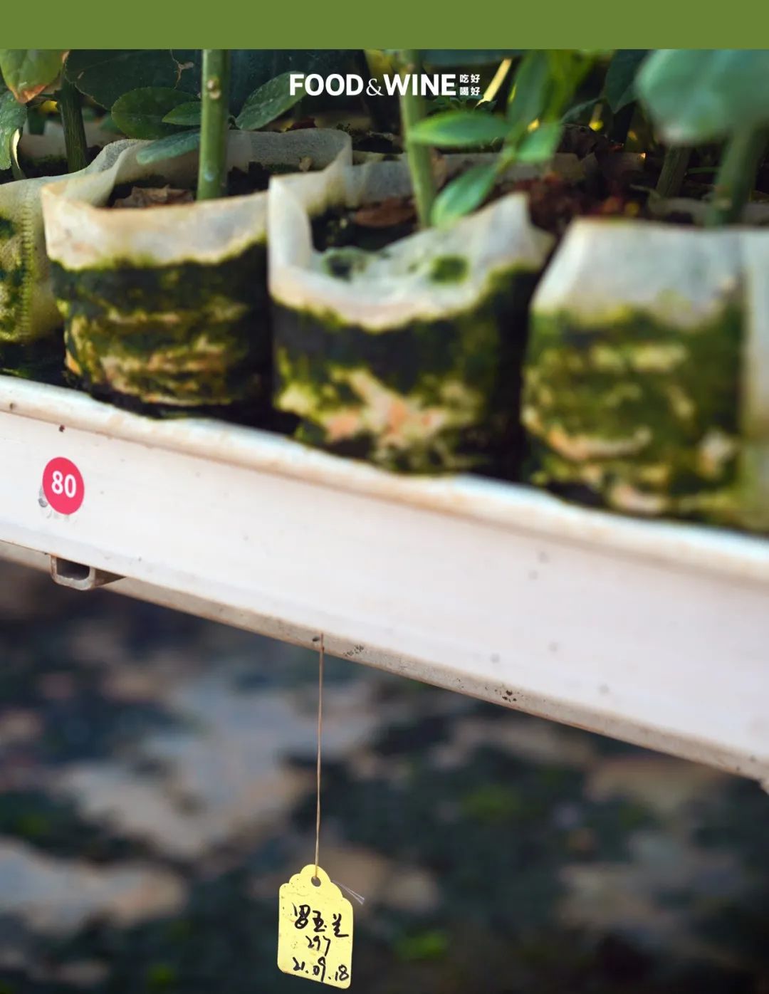 广东香水柠檬10块钱一斤,10块一杯的柠檬茶如何提高单价