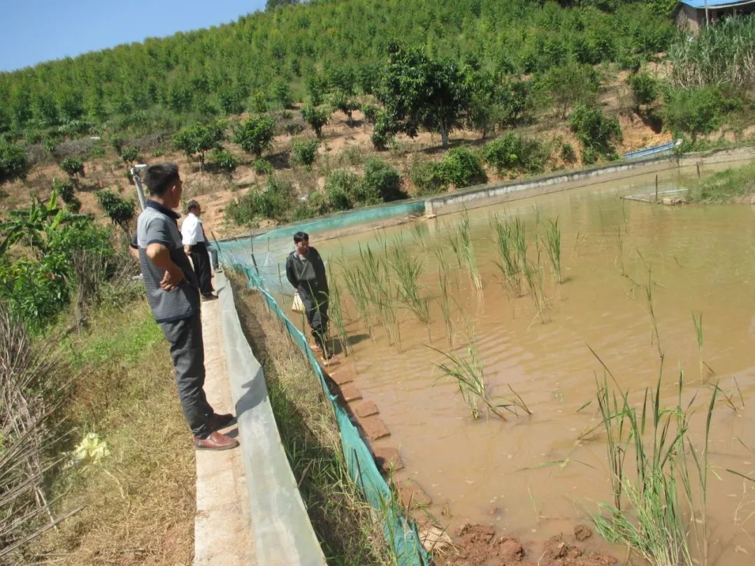 如果水蛭吸到了人物会怎么样,如果水蛭进了身体吃什么药