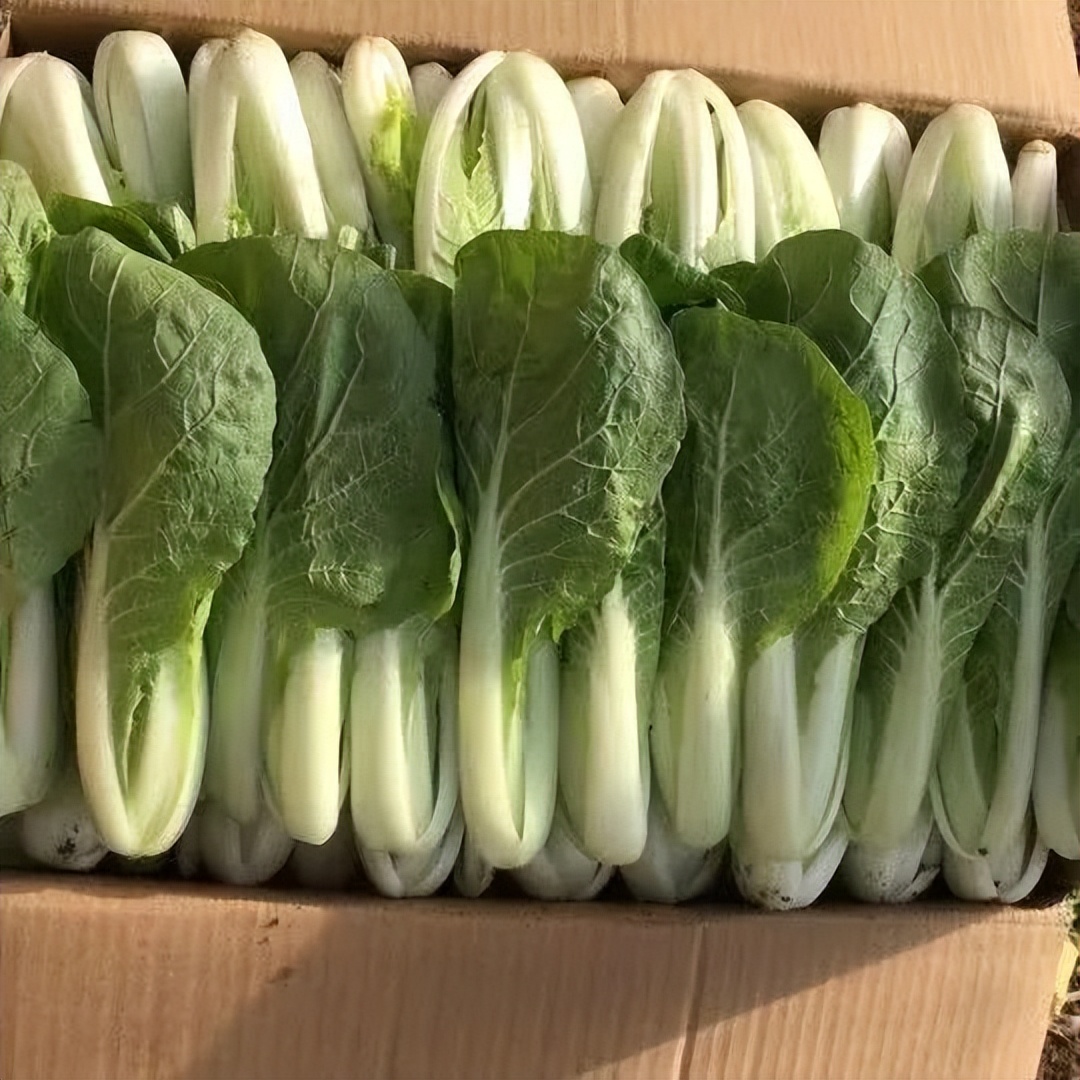 宁夏小伙种300亩蔬菜年收600万,承包300亩地种菜一年利润