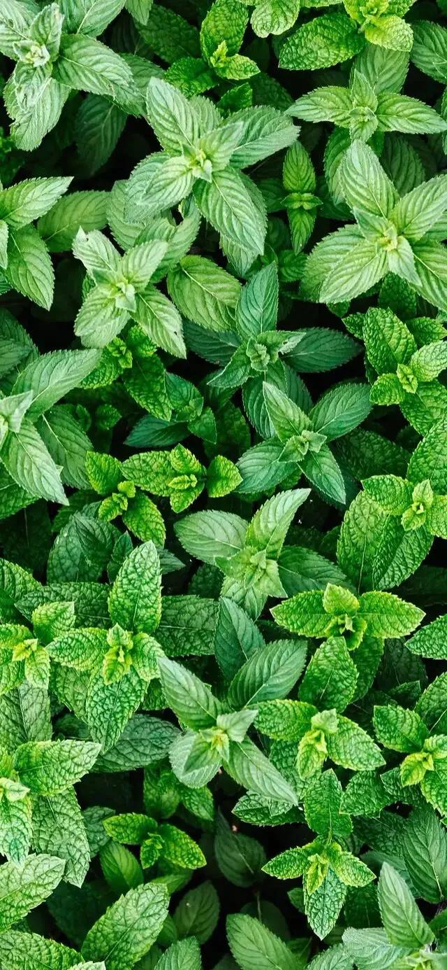 护眼壁纸动态壁纸高清全屏90帧,华为绿色养眼护眼壁纸