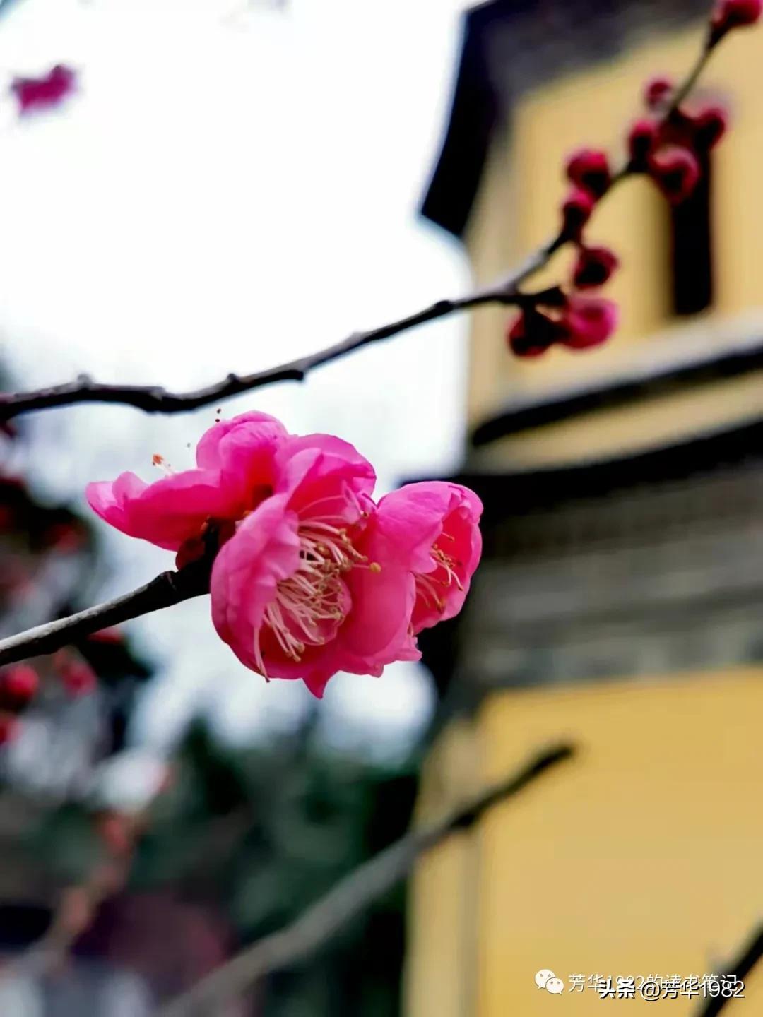 梅花图简介,历代名家梅花图