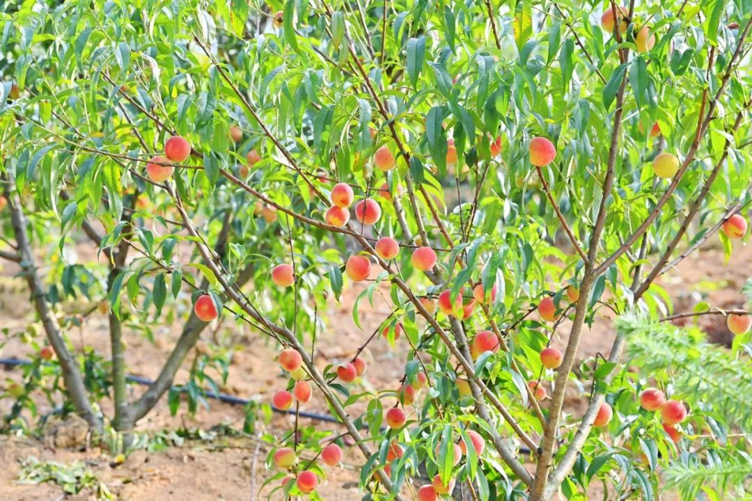 一对夫妻回乡开农场,一对夫妻回乡种田