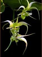 最美的100种兰花图片,欣赏一下最美的兰花