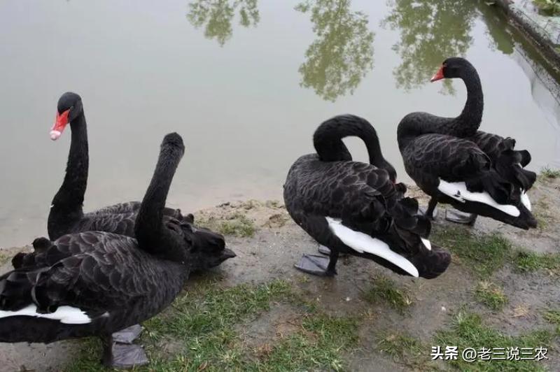 养几只黑天鹅,养十只黑天鹅一年能赚多少钱