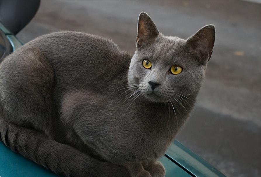 猫咪寿命吉尼斯纪录,寿命最长的猫咪品种排名