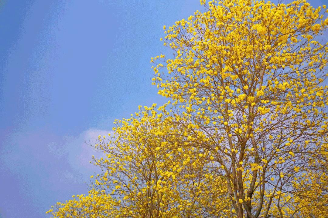 提前盛开！成都市区这个被偏爱的宝藏地又上新，即将刷爆全网