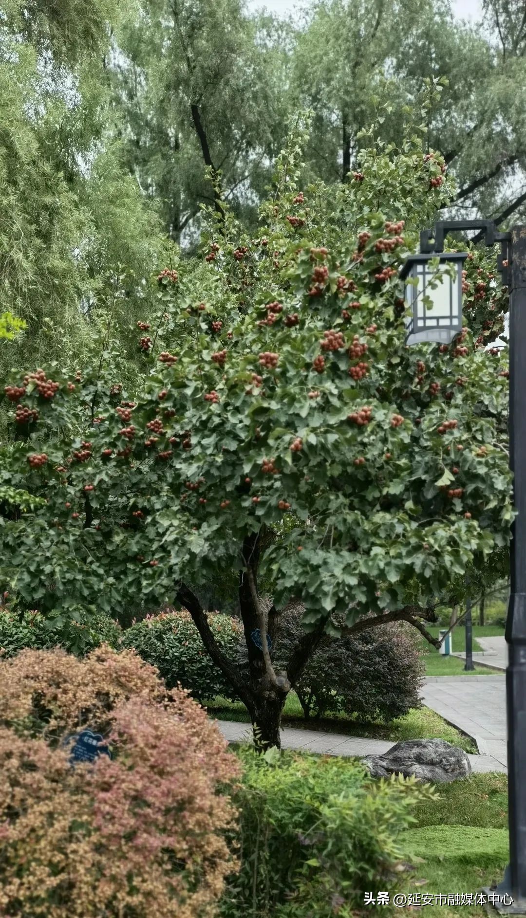陕西宾馆迎来最佳观花赏景季节,陕西宾馆内景色
