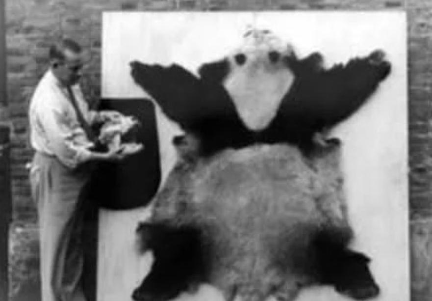 现在有多少人在关注丫丫,持续关注丫丫