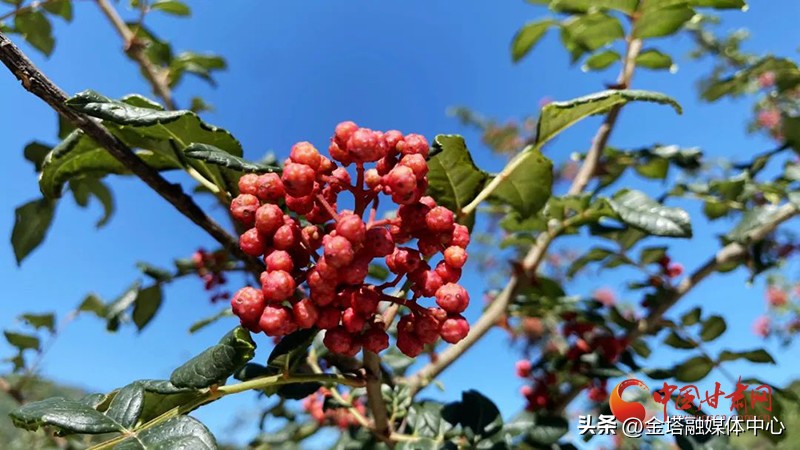 礼县：又是一年花椒红