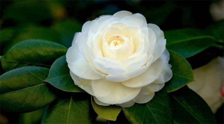 茶花怎么养新手必看视频,茶花怎么养才会爆盆呢