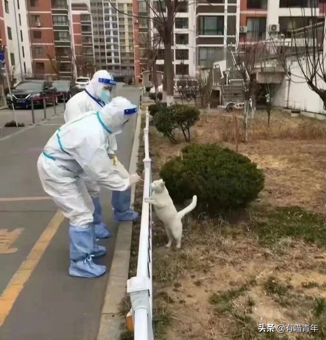 猫做核酸了么,猫核酸检测有必要做吗