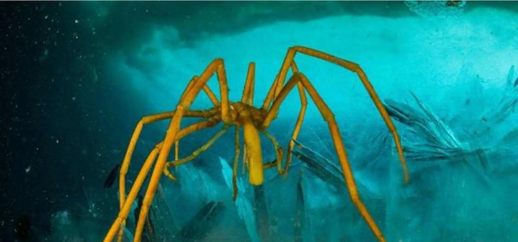 妖怪名单500集,妖怪名单第51集完整版