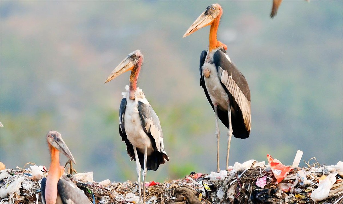 消失40多年的超丑大鸟现身大理，传说能克死皇帝？如今超受欢迎！