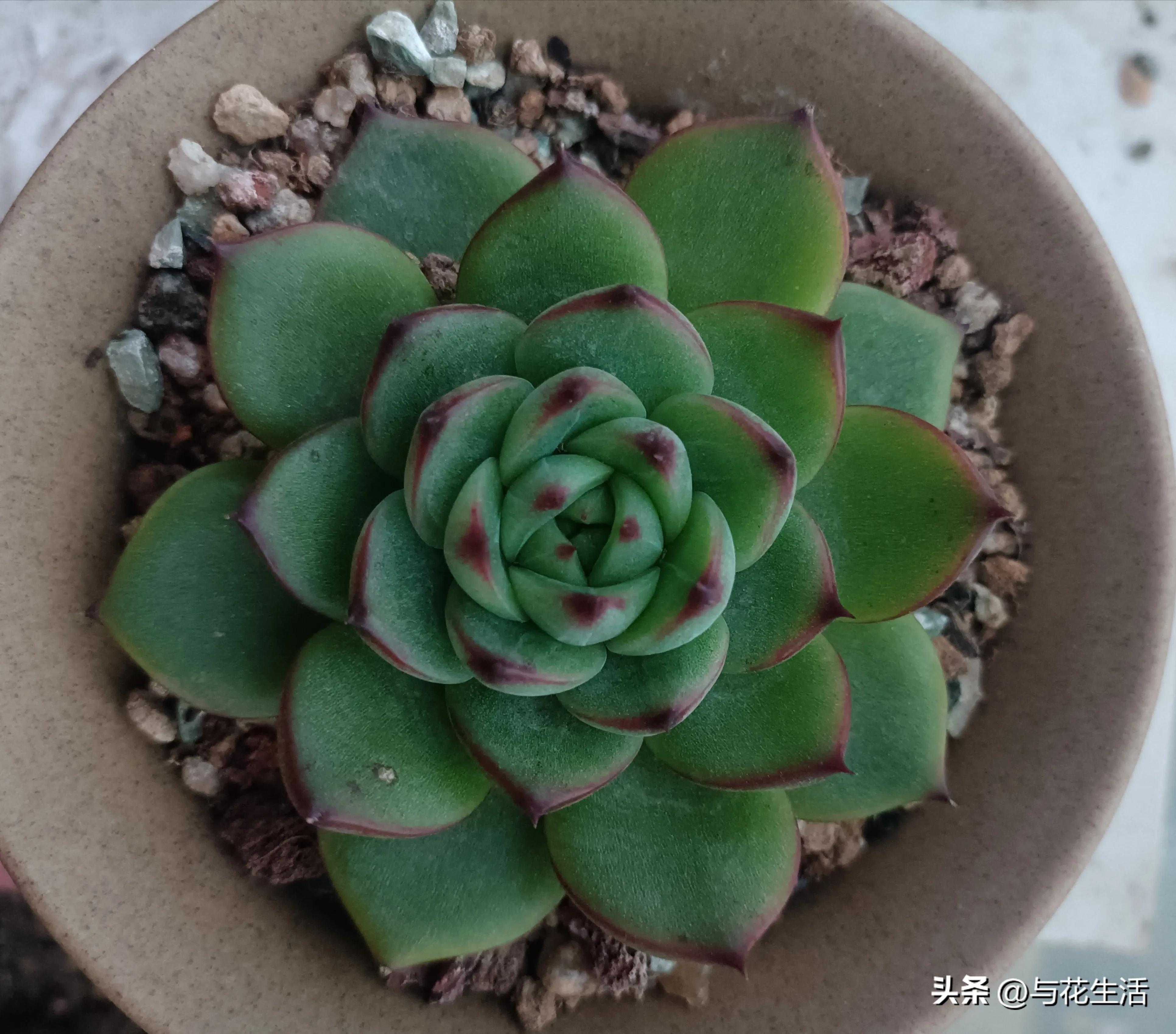 月亮石多肉容易长侧芽吗 (多肉月亮石适合阳台养活吗)