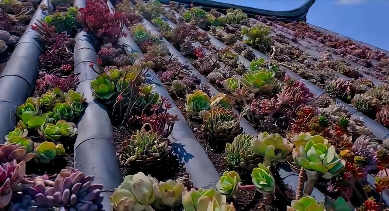 四川29岁太太养多肉从2楼爬到1楼,重庆一位太太屋顶养多肉成网红