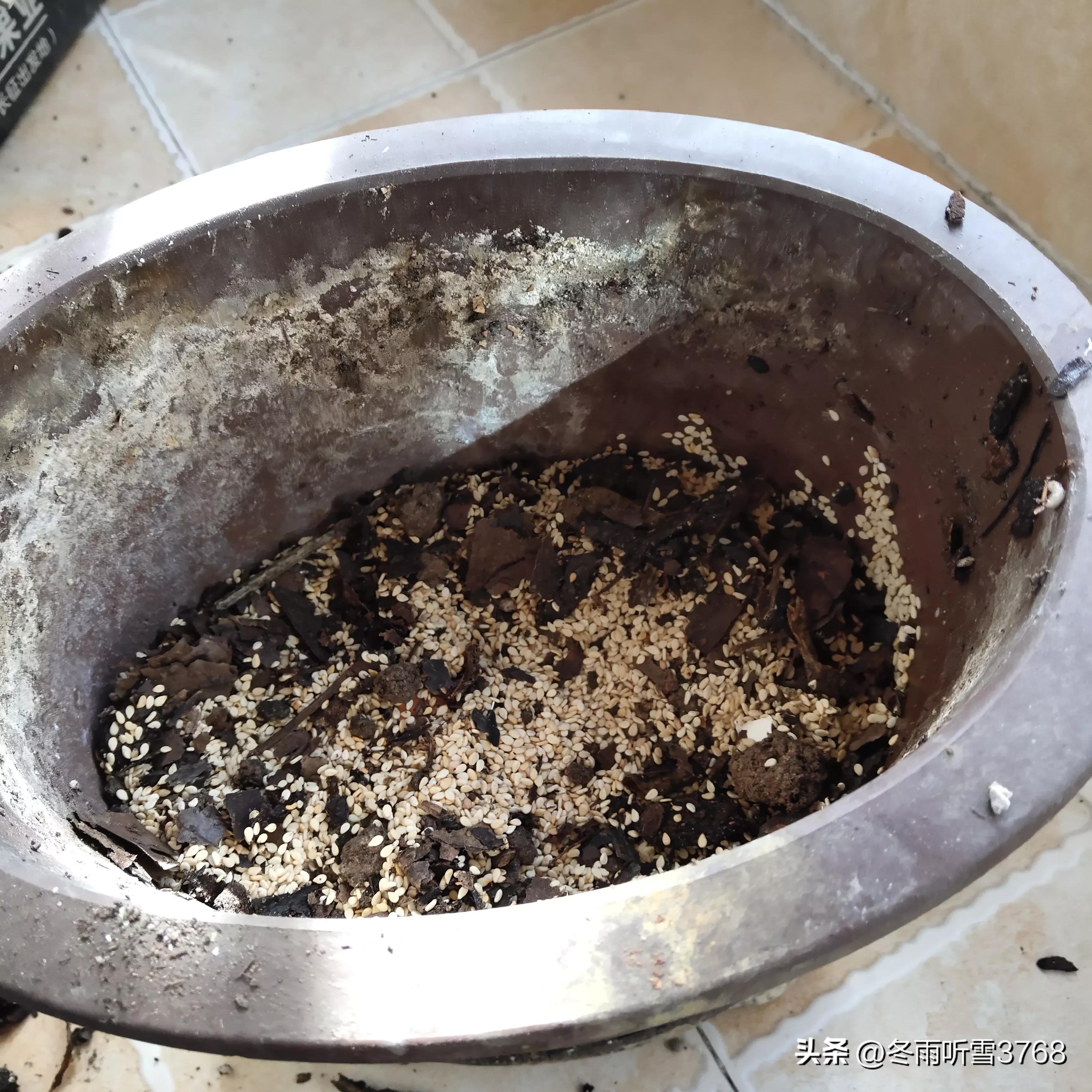 君子兰秋季换盆的最佳时间,现在是秋季君子兰换盆可以吗