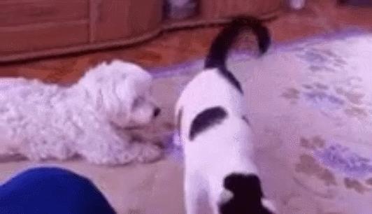 表面上可爱其实背地里也沙雕,表面萌萌哒