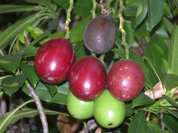 常见有毒花千万别碰,世上有毒的花和植物