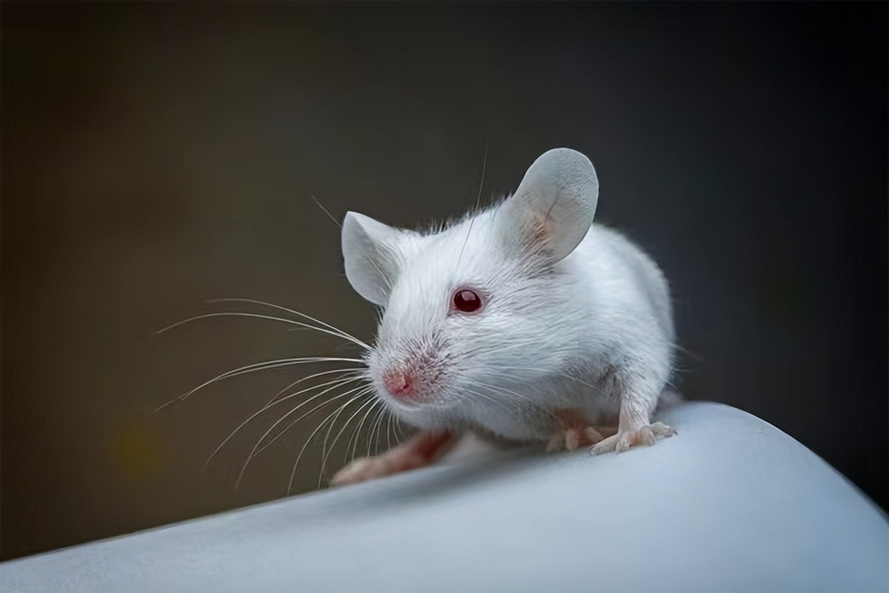 色字头上一把刀？看色情片的时候，你大脑会发生的变化全曝光