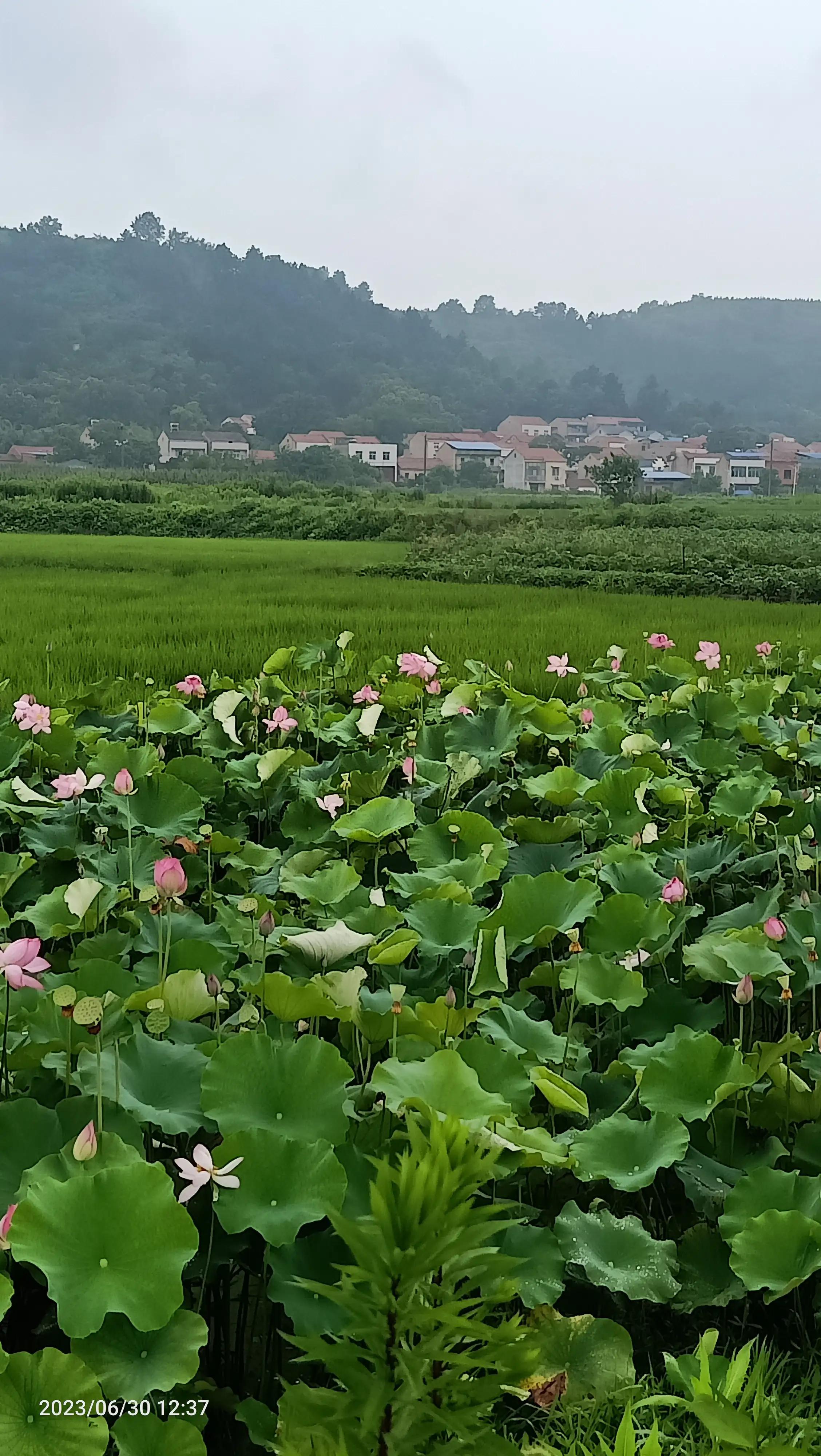 沌口海尔工业园叉车,武汉市蔡甸区东荆河路海尔工业园