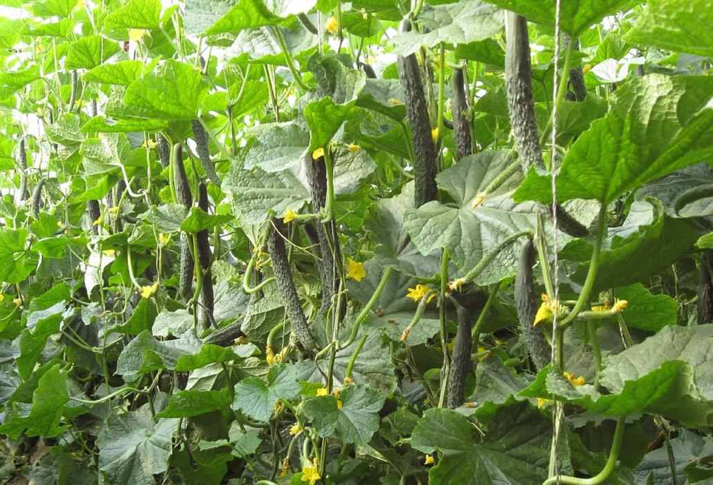 黄瓜苦味瓜的形成原因及防治方法,种植黄瓜口感涩怎么办