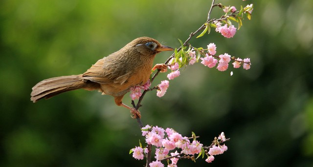 画眉鸟百啭千声,百啭千啼
