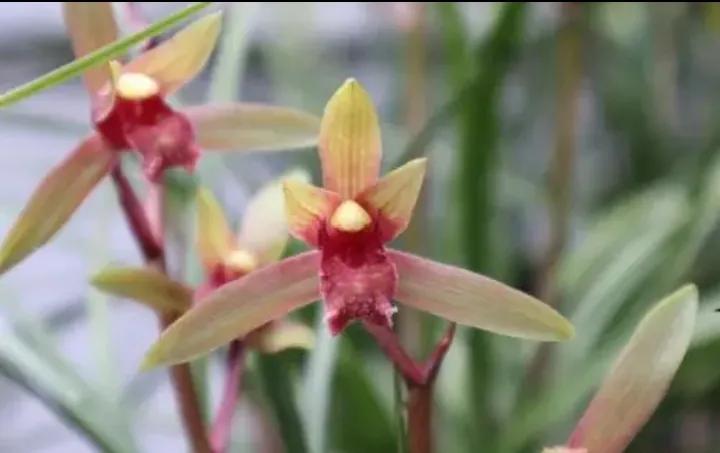 绿兰是什么品种的兰花,大将军兰花是什么品种