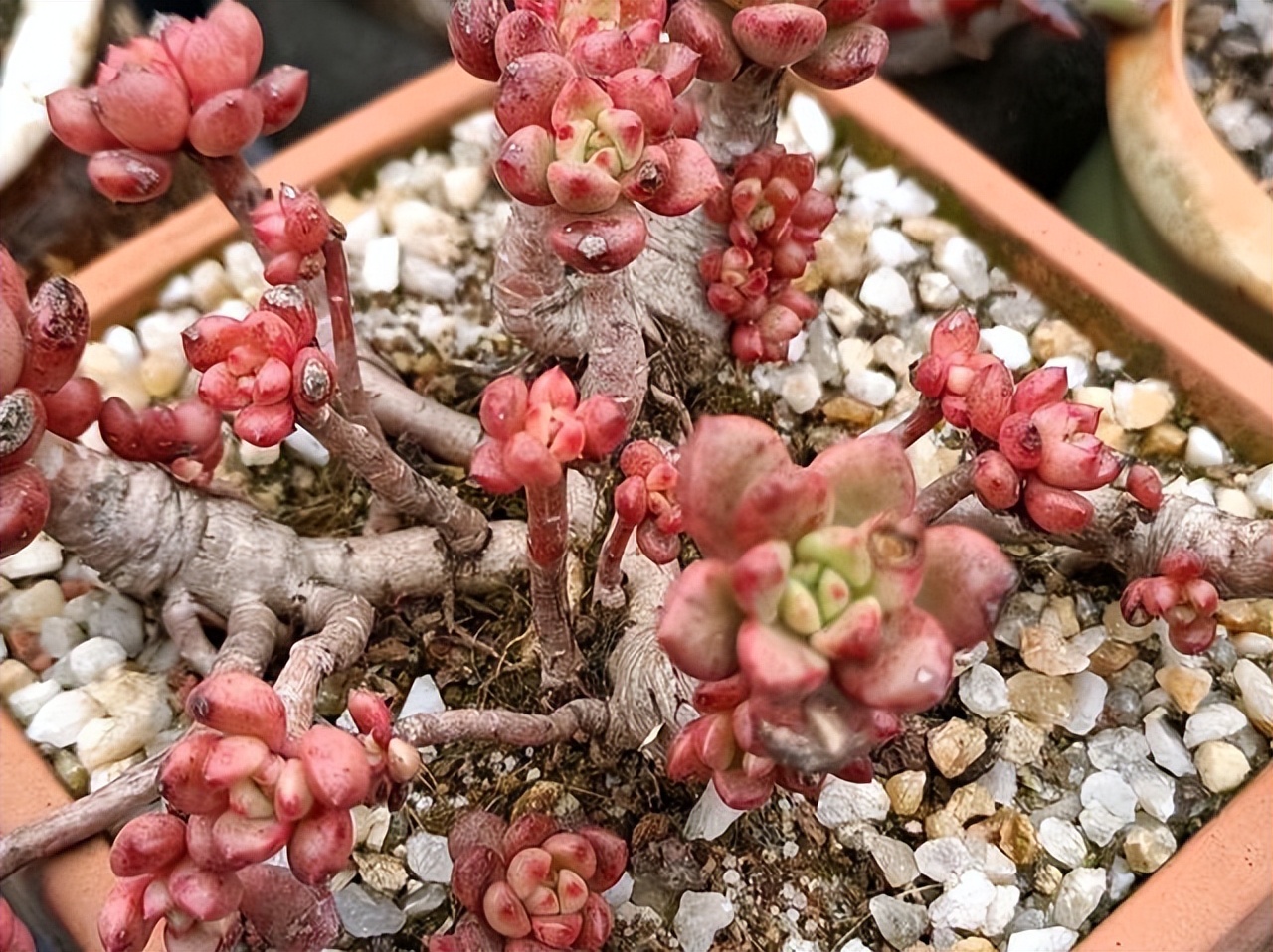 多肉红宝石夏季多长时间浇一次水,多肉红宝石徒长