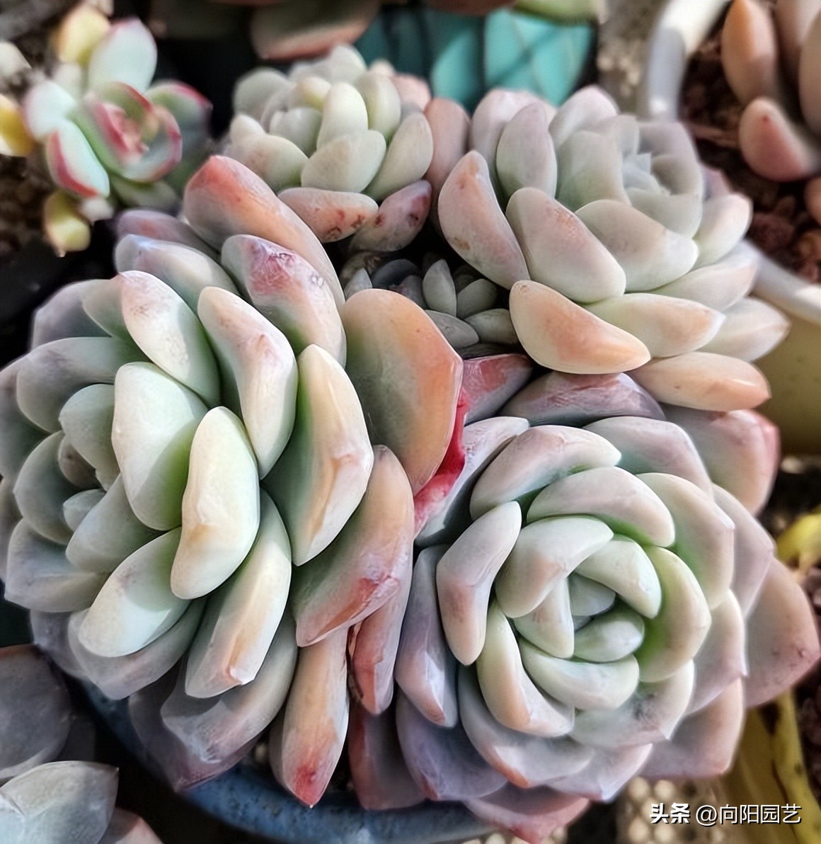 草炭和泥炭哪个更适合多肉,多肉不发根用什么