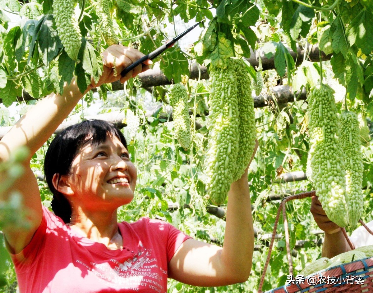大田作物换茬有什么好处,什么叫轮茬种植