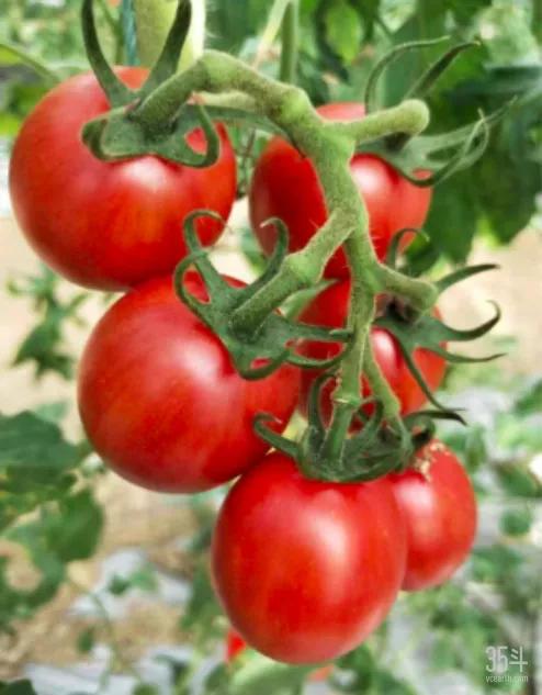 成立9个月即获IDG等700万元天使投资，中农美蔬寻回儿时番茄美味