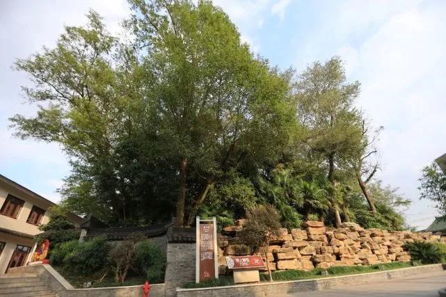 金山区有哪些古镇可以游览的地方,上海金山古镇介绍