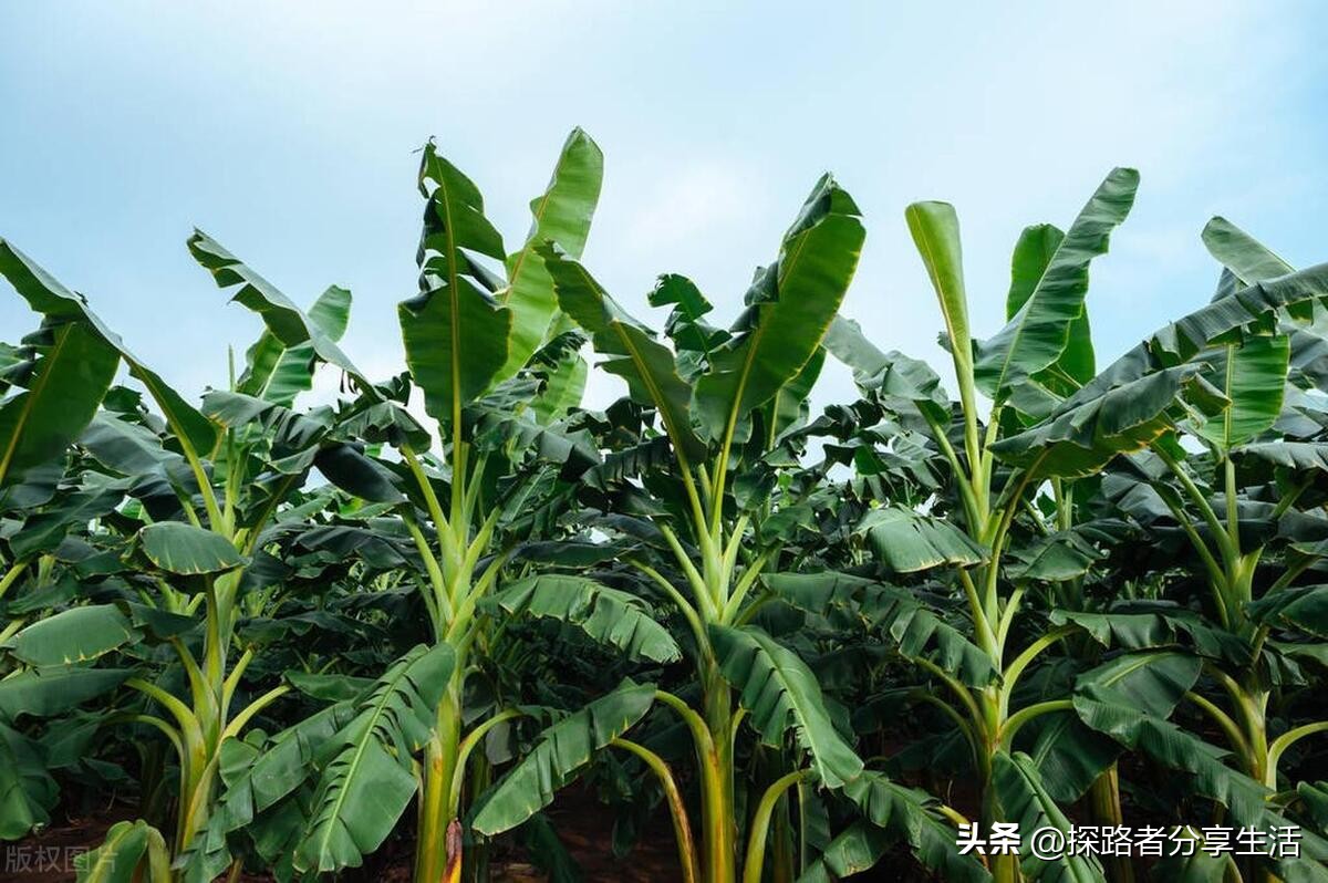 香蕉是植物还是水果,香蕉是草本水果吗