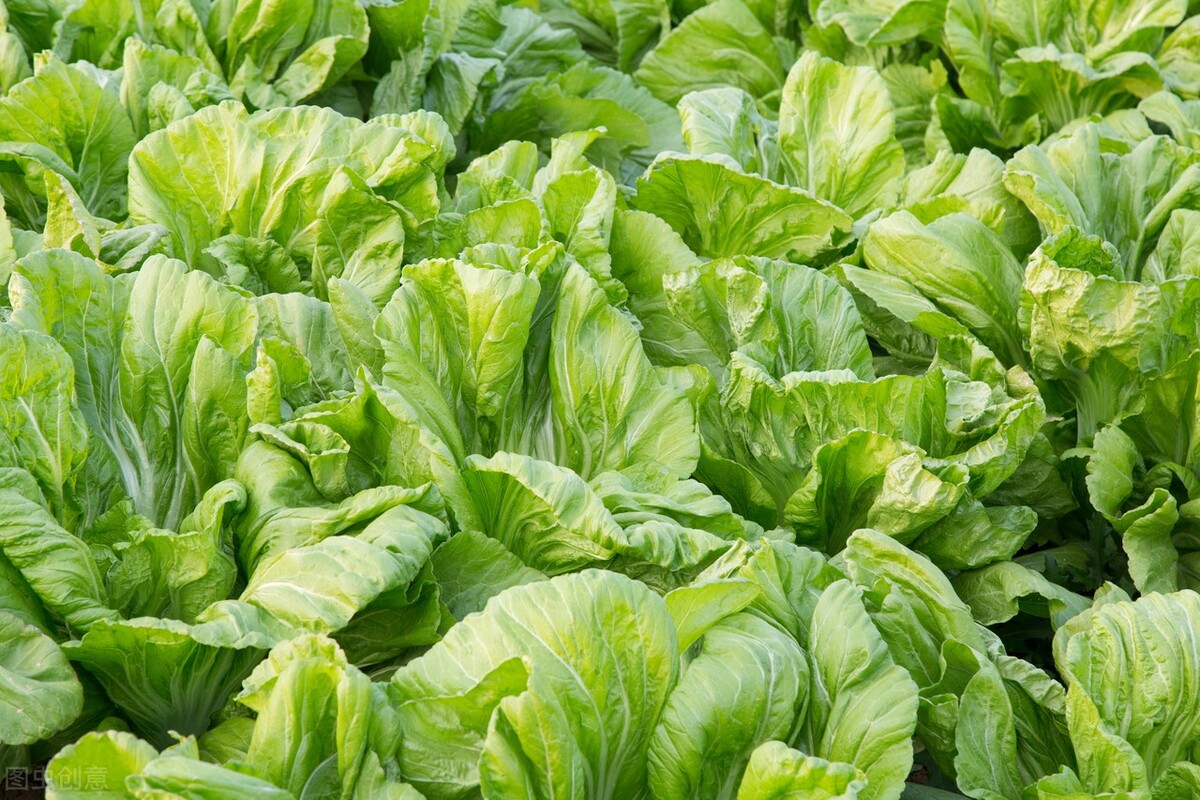 冻疮只要得过就不会再得了吗,有没有快速解决冻疮的方法