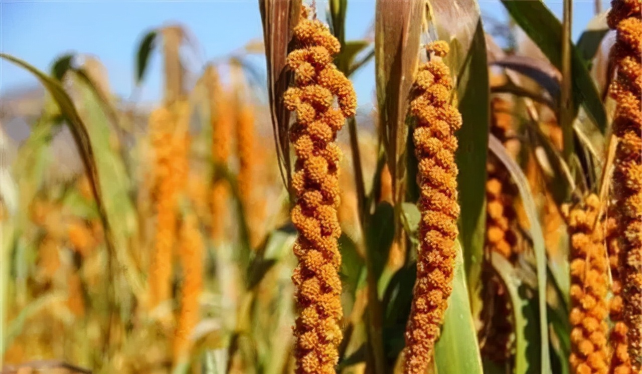 农业种植技术水稻,旱地谷子种植技术规范