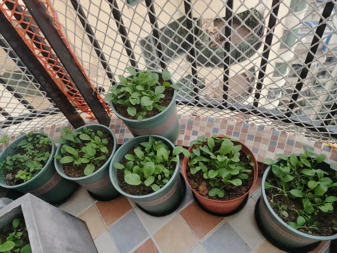 阳台装修好后的感受,阳台装修材料及效果图