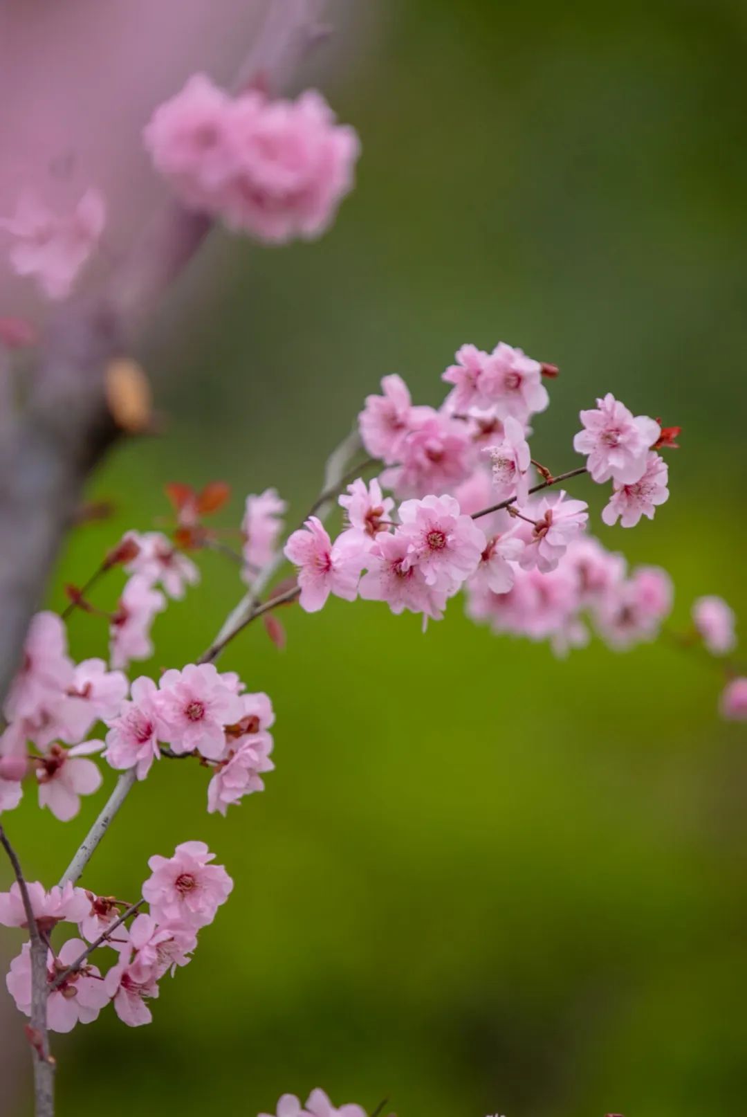 济南这个周末适合哪里赏花,济南春天赏花好去处