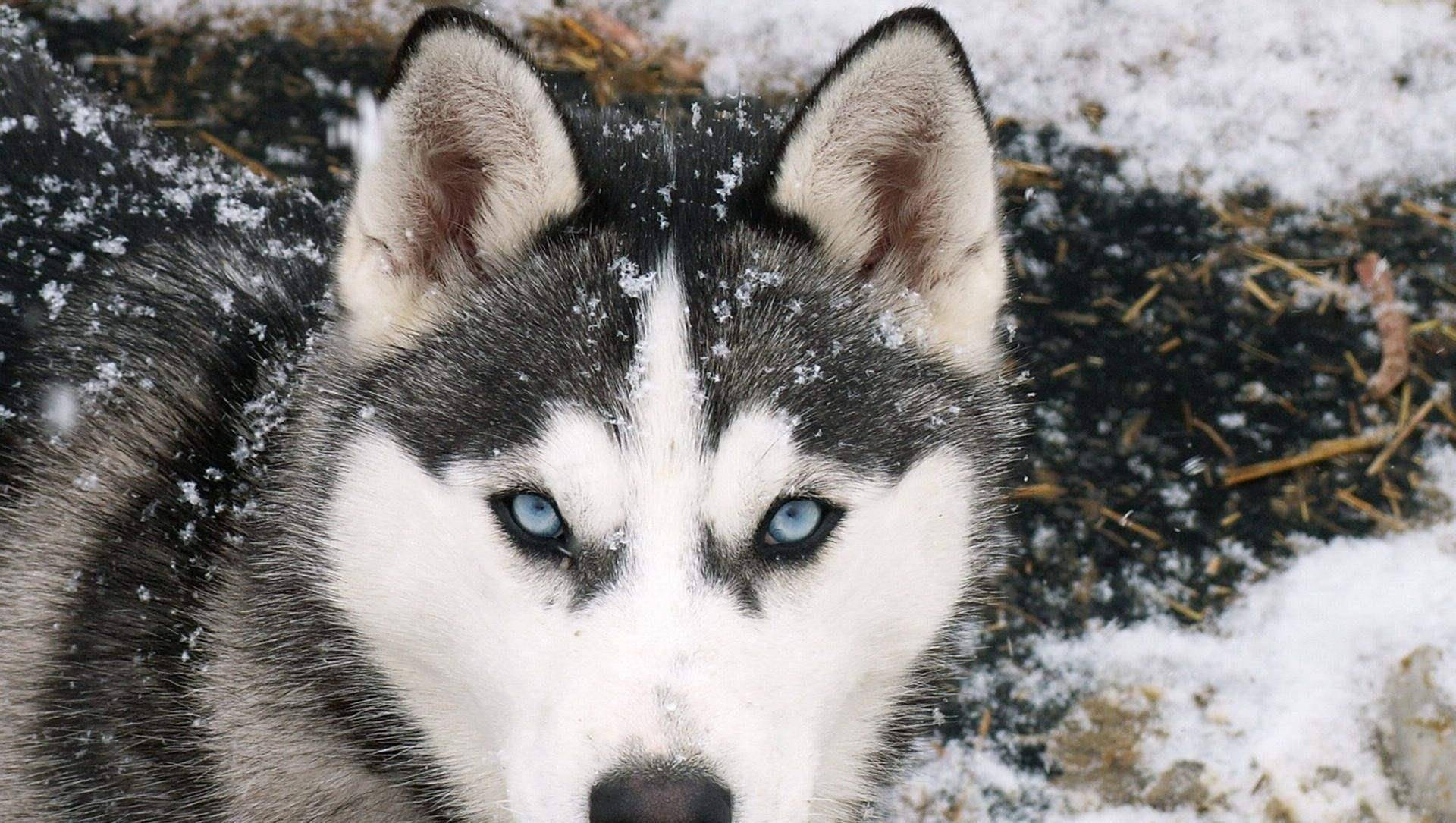 阿拉斯加为什么不推荐养,劝你别养柴犬