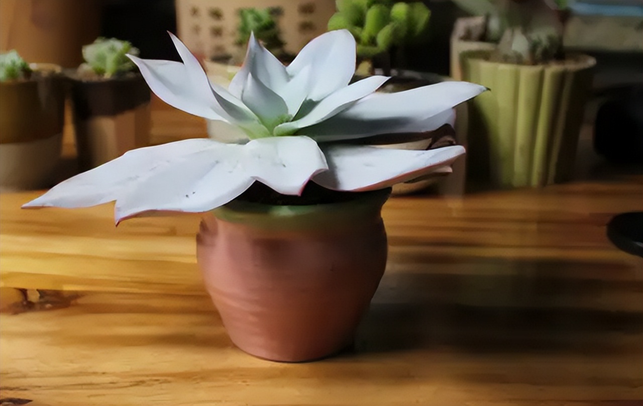 最旺家庭的6种花你家里有吗,家里有这6种花