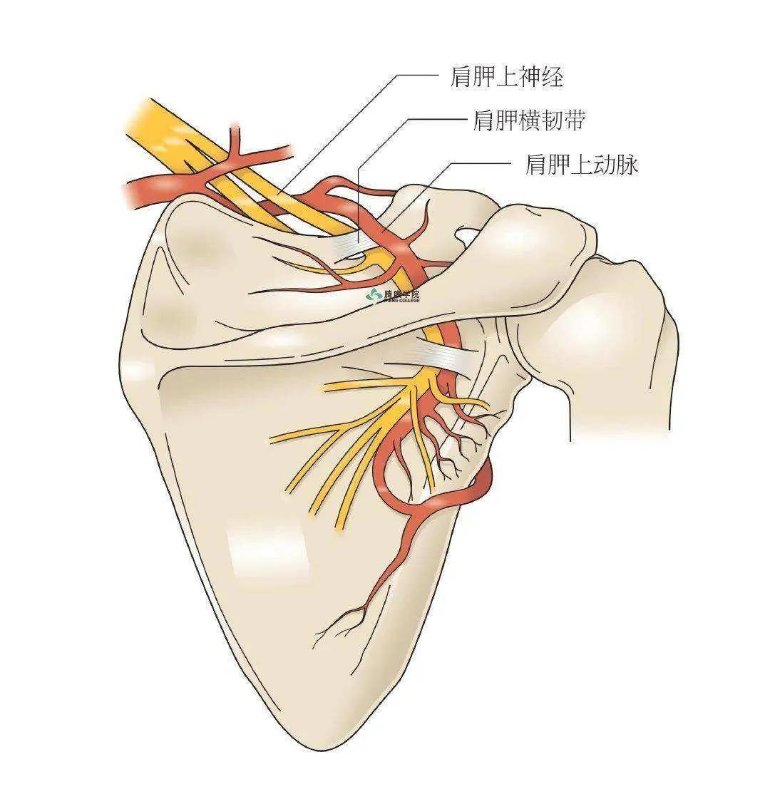 肩胛疼抬不起胳膊怎么回事,肩胛骨外展疼是什么原因