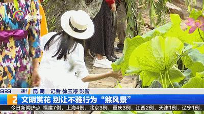 精心打扮出去拍照,大观公园荷花拍照技巧