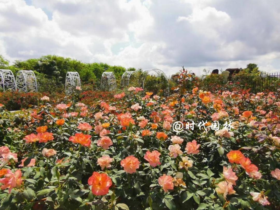 哪些品种的月季耐寒适合阳台栽种,南方最值得种好养的月季