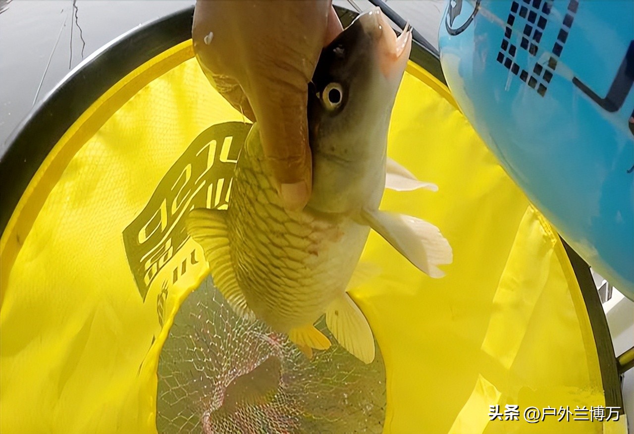 黑坑停业公告,停播整改中是什么原因