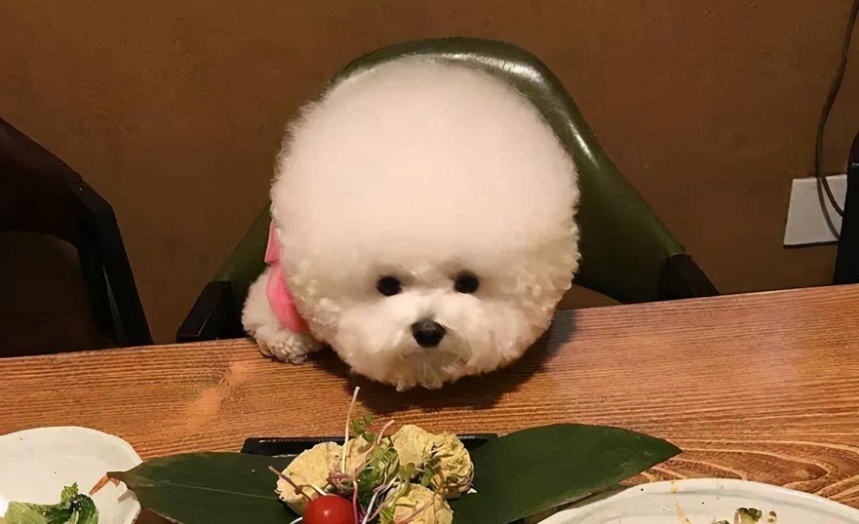 两个多月比熊犬拉稀呕吐怎么回事,比熊犬半夜呕吐黄色沫子怎么回事