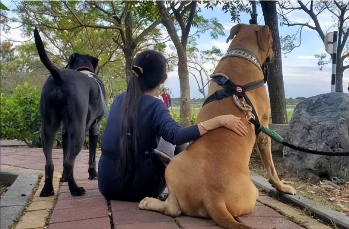 狗狗半夜狂吠被斥责，隔天回放视频感动，妈妈错怪你们了！