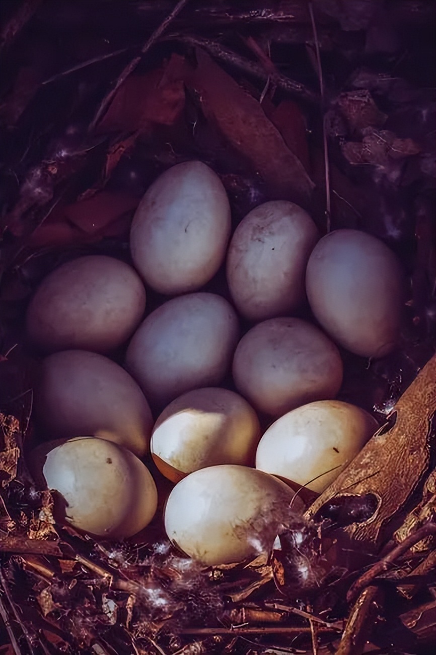 家庭养殖业什么最赚钱,家庭养殖业什么最赚钱最好养的