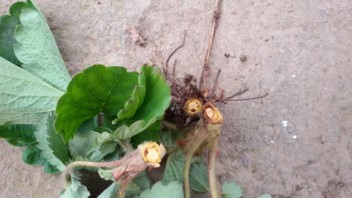 草莓浇水多了烂根怎么样补救,草莓烂根修剪好可以晒一下根吗