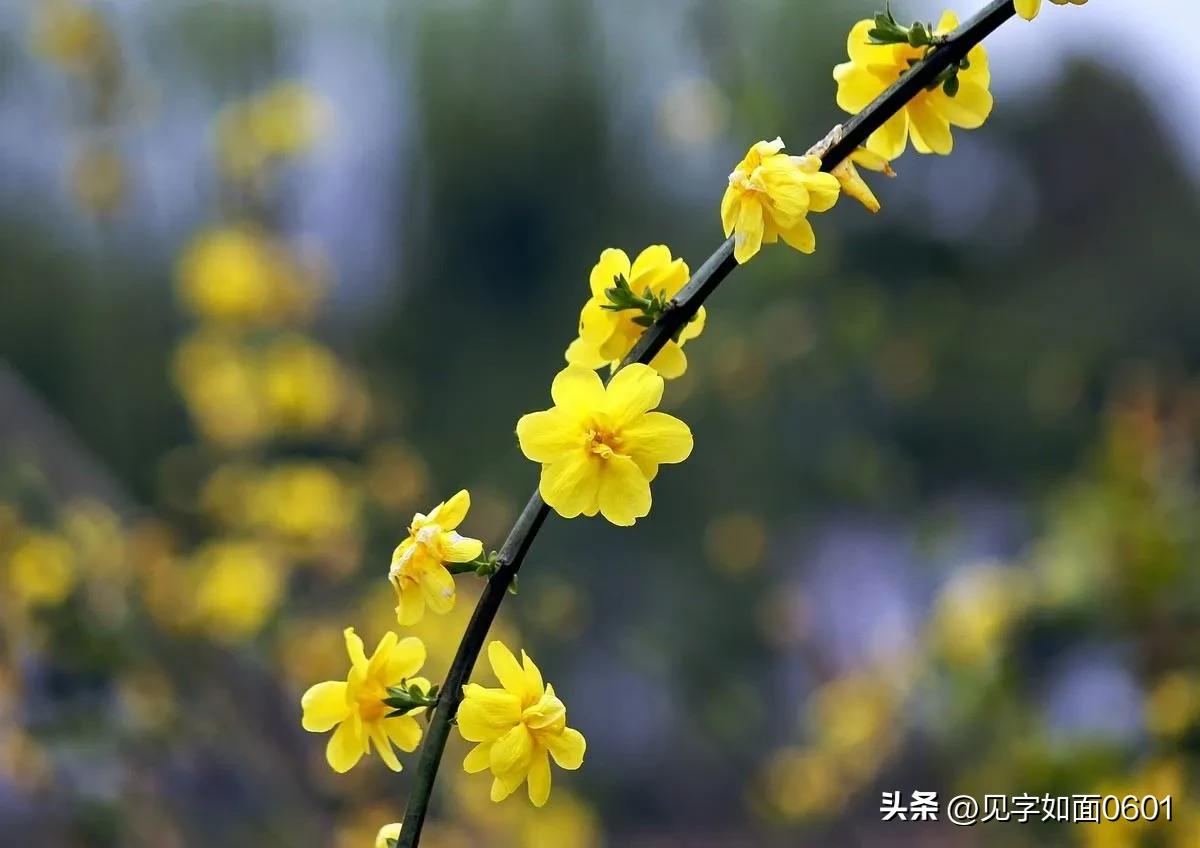 野迎春与迎春花的区别,迎春花和野迎春