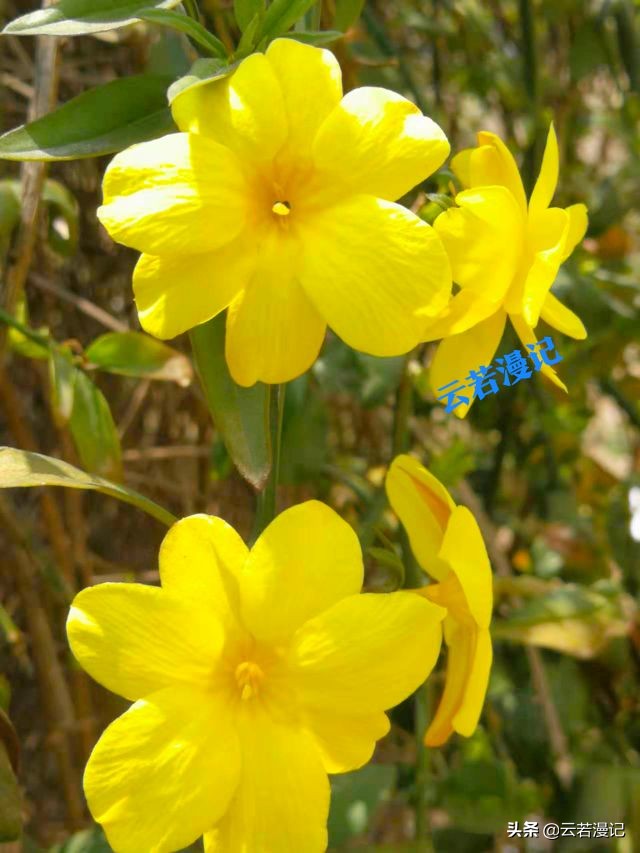 田园春色原创,春天田园春色