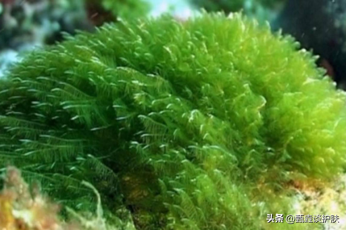 资生堂粉胖子防晒正品什么样,资生堂粉胖子防晒霜可以上脸吗